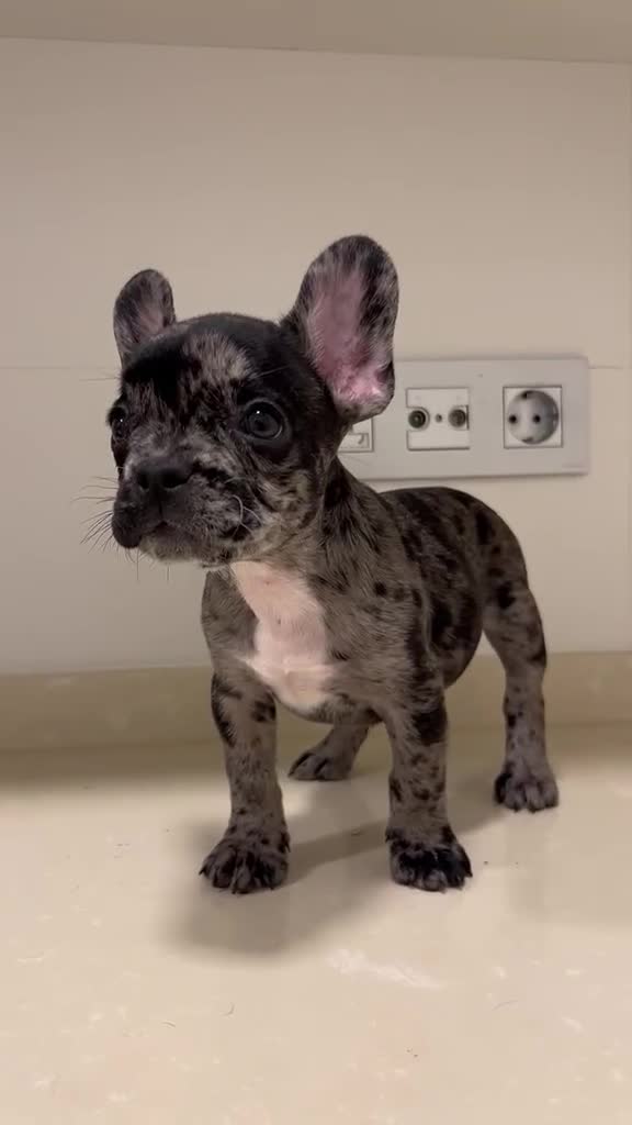 Bulldog Francés perros en venta: Cachorros de bulldog francés  - Video 1
