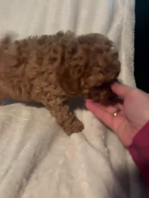 Caniche Toy perros en venta: Hembra de caniche toys  - Video 3