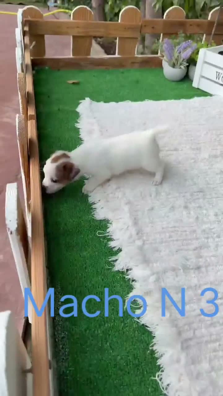 Jack Russell Terrier perros en venta: Jack Russell preciosos cachorros disponibles  - Video 3
