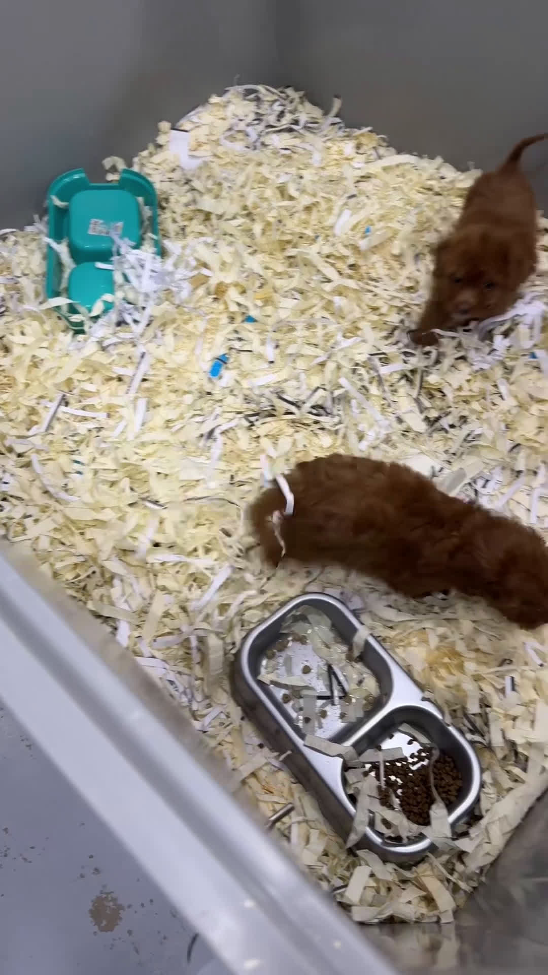 Caniche Toy perros en venta: Preciosos caniches toy rojo  - Video 1