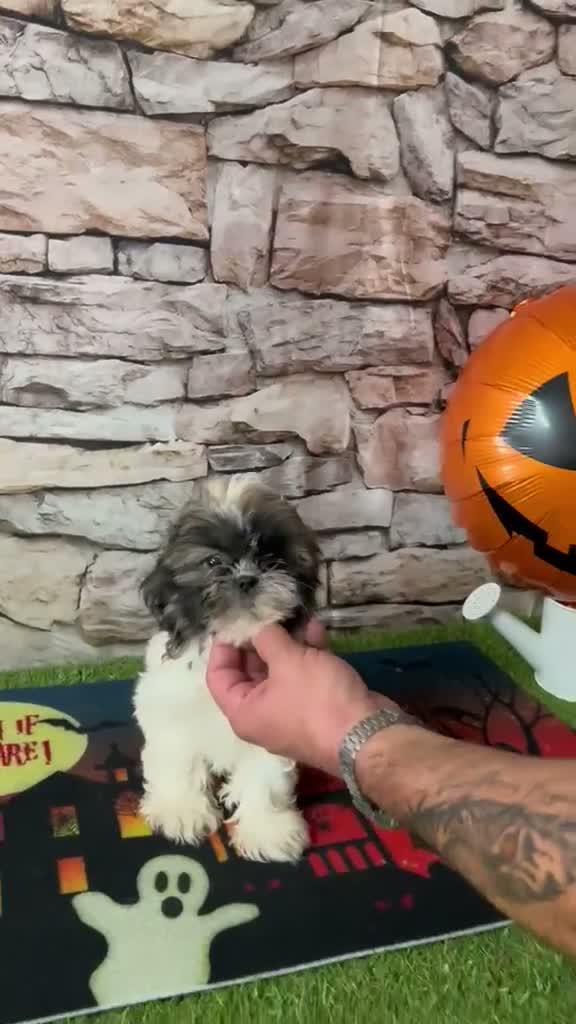 Shih Tzu perros en venta: CACHORRITO SHIH TZU TOY - Video 1