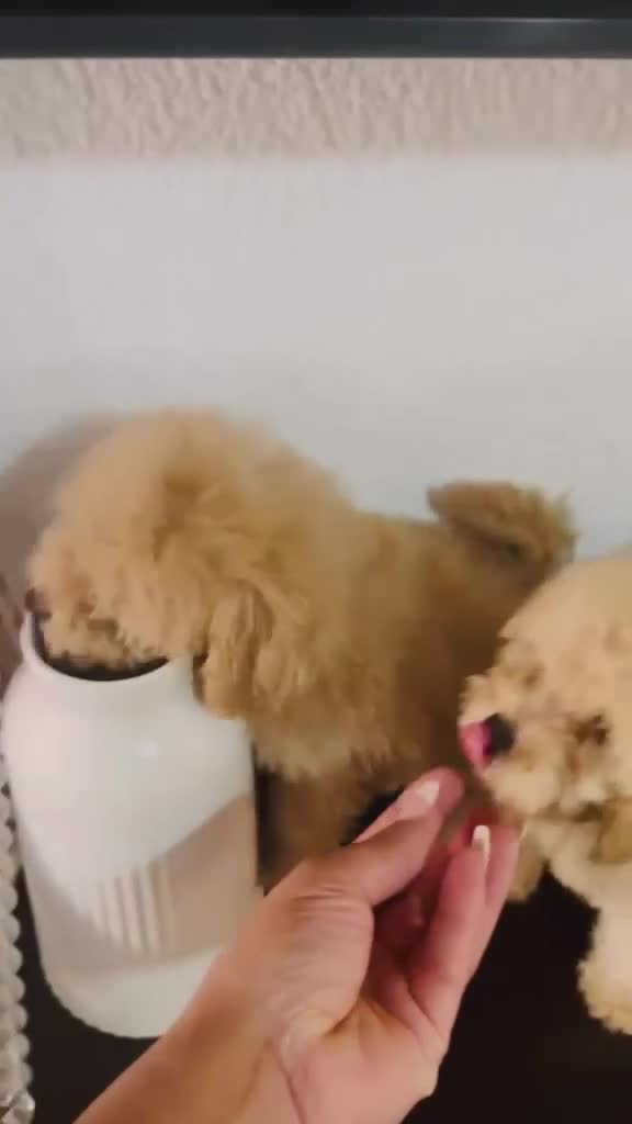 Caniche Toy perros en venta: Ultimas 2 hembras de caniche toy apricot!! - Video 2