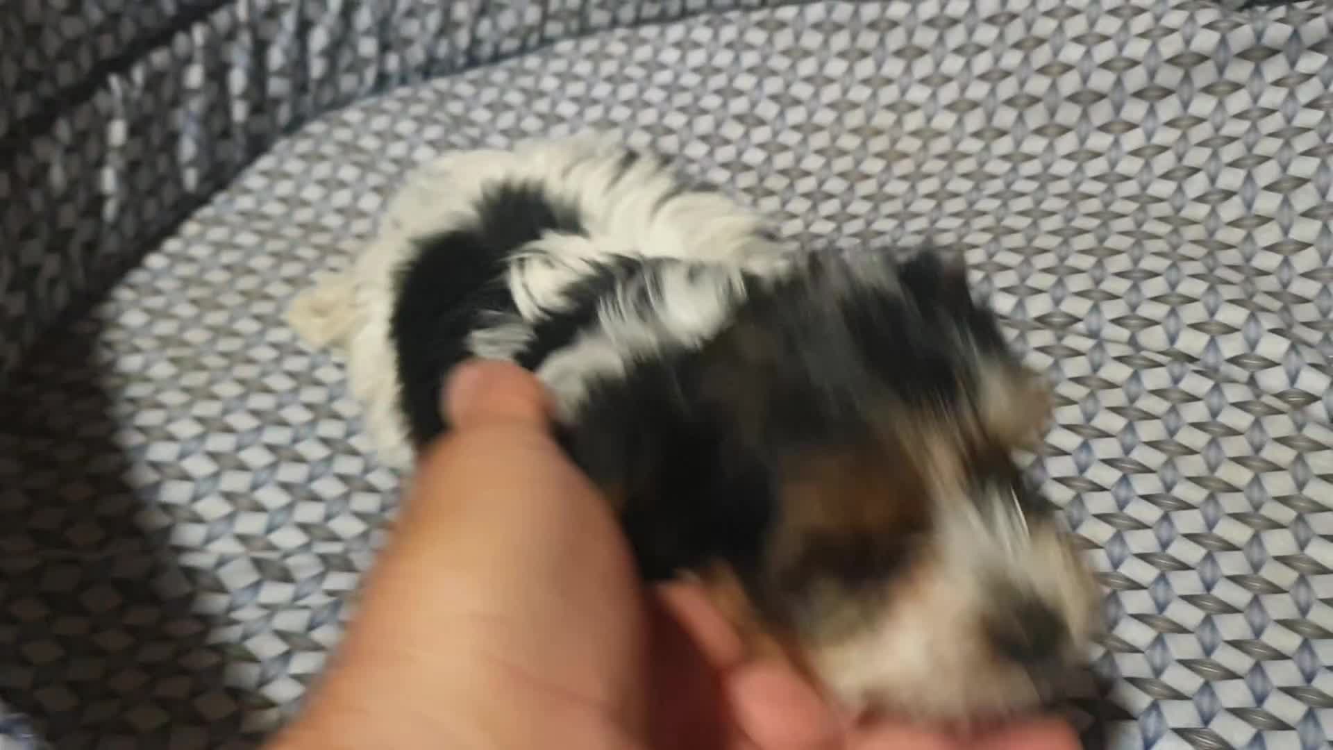 Biewer Yorkshire Terrier a la Pom Pon perros en venta: Biewer cachorros con pedigree - Video 2