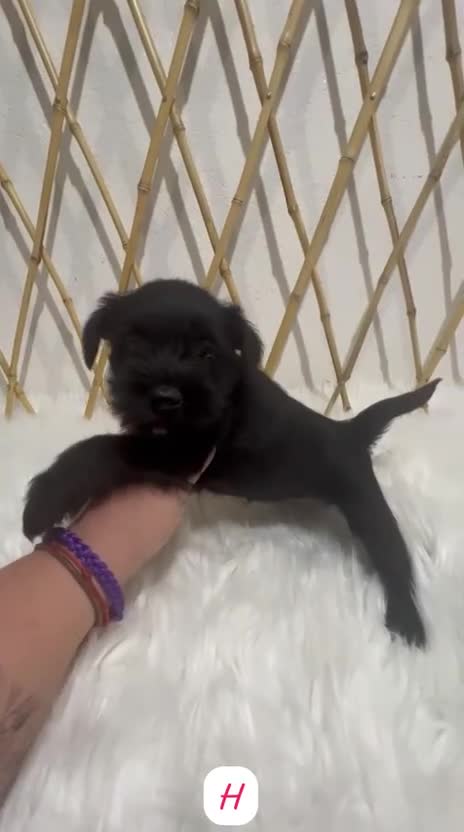 Schnauzer Miniatura perros en venta: SCHNAUZER MINIATURA CACHORRITOS - Video 3