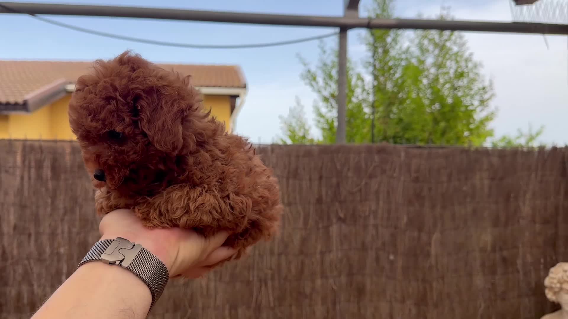 Caniche Toy perros en venta: Caniche Toy rojo desde 1988 - Video 1