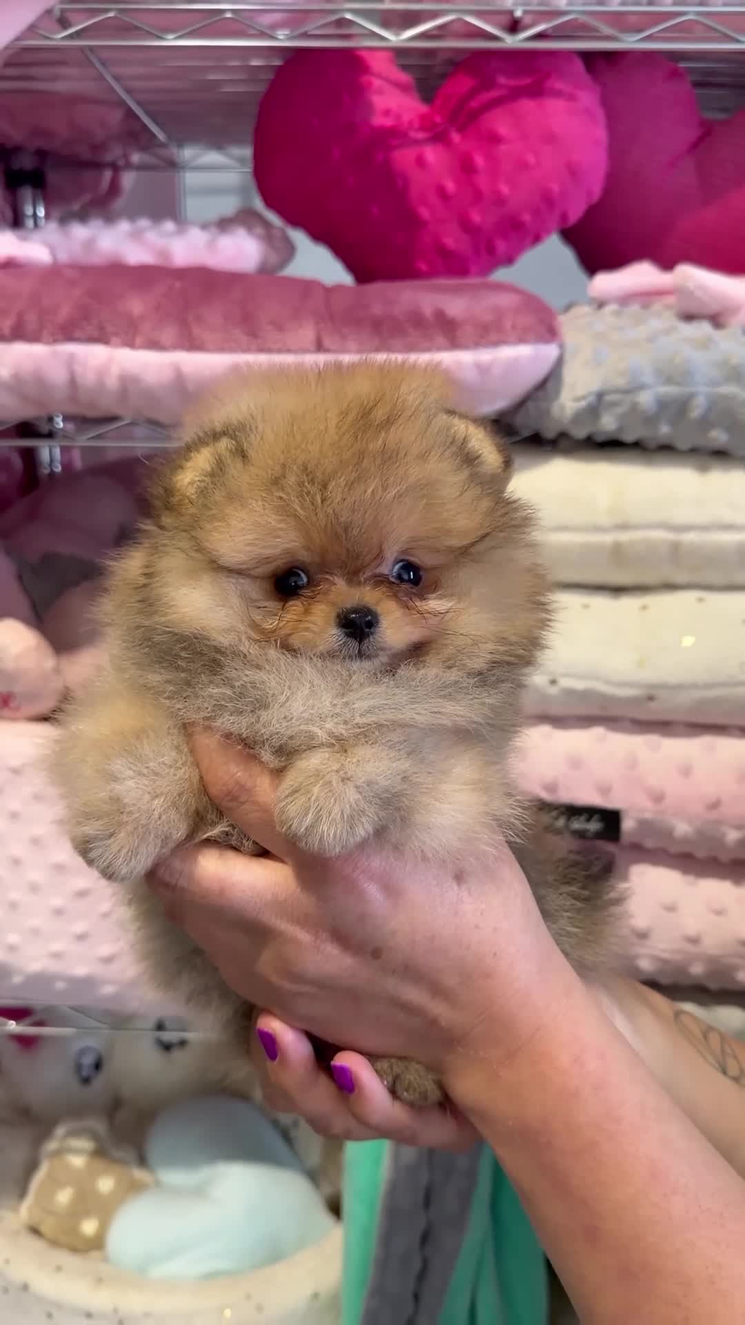 Pomerania perros en venta: Cachorros pomerania de excelente calidad. - Video 2