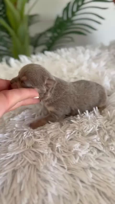 Chihuahua perros en venta: CHIHUAHUA LILAC AND TAN MACHO - Video 1