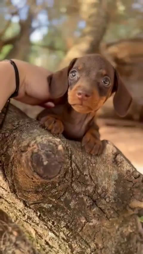 Teckel Miniatura perros en venta: Teckel mini  - Video 4