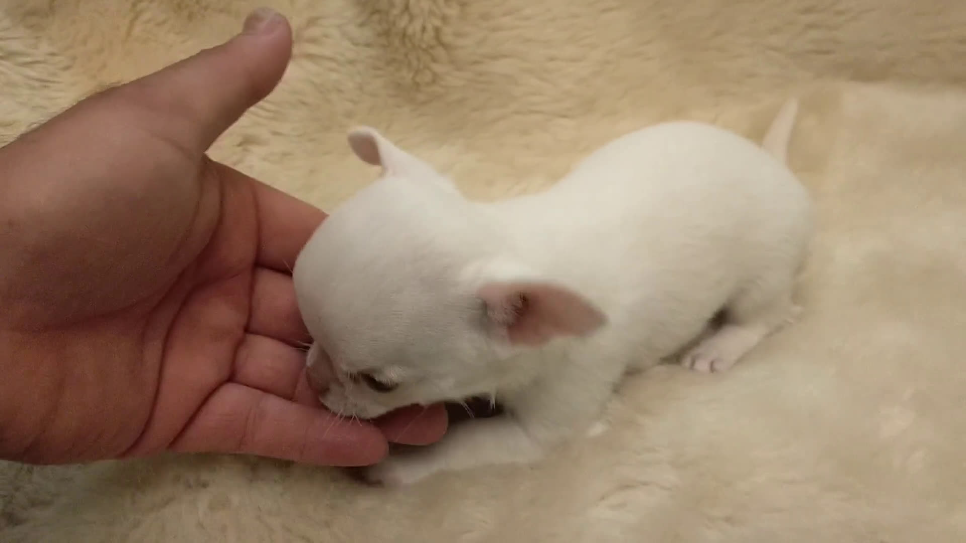 Chihuahua perros en venta: Chihuahuas cabecita de manzana 🍏 - Video 1