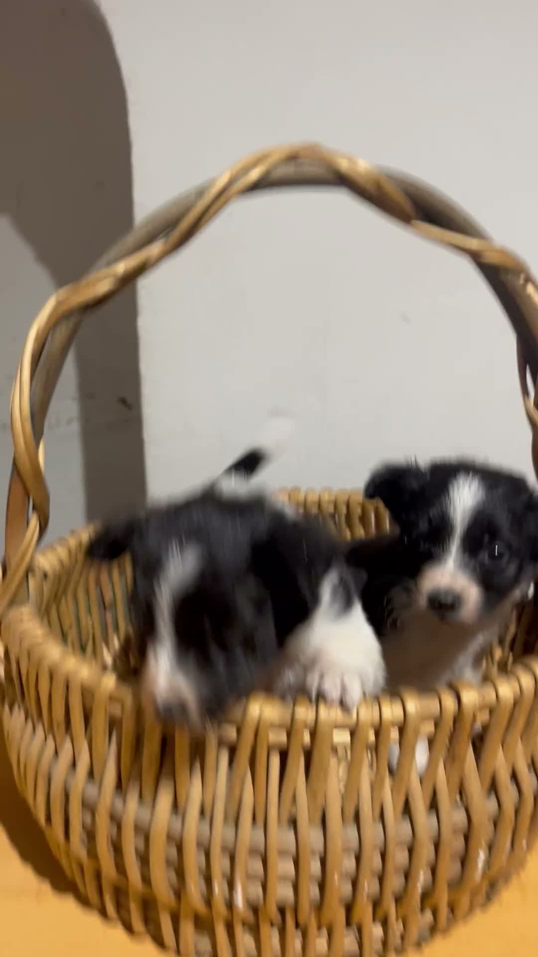 Border Collie perros en venta: Border, Collie - Video 1