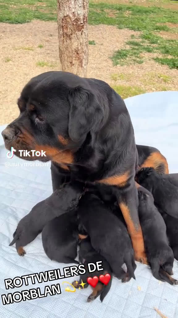 Rottweiler perros en venta: CACHORROS DE ROTTWEILER  - Video 2