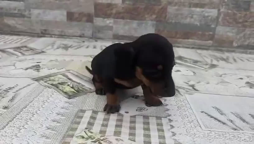 Teckel Miniatura perros en venta: Teckel mini - Video 3