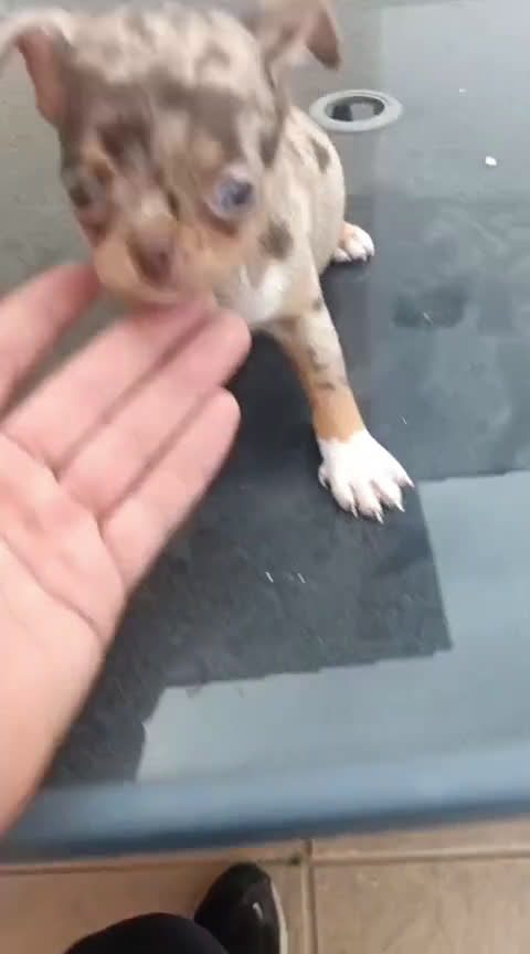 Chihuahua perros en venta: Preciosa camada de Chihuahua en Granada - Video 1