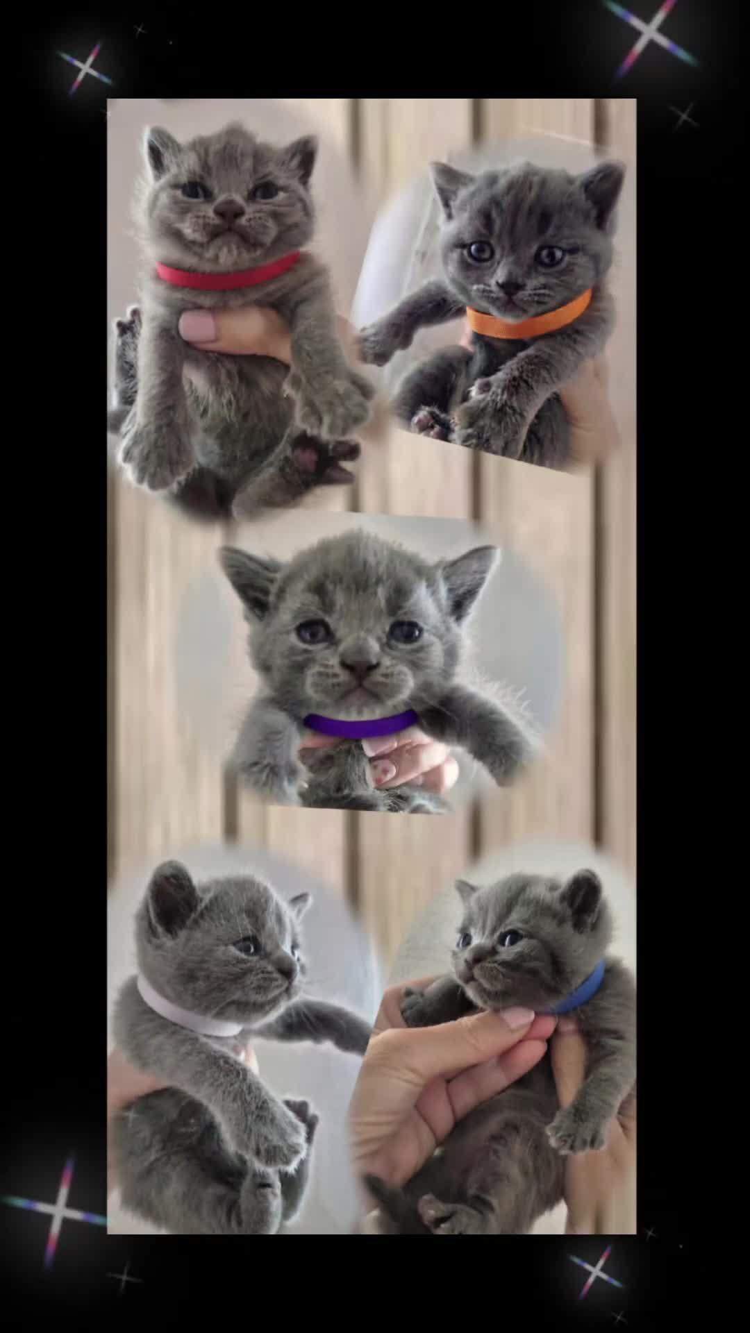 Británico de Pelo Corto Azul gatos en venta: Gatos Brithish shorthair  - Video 1