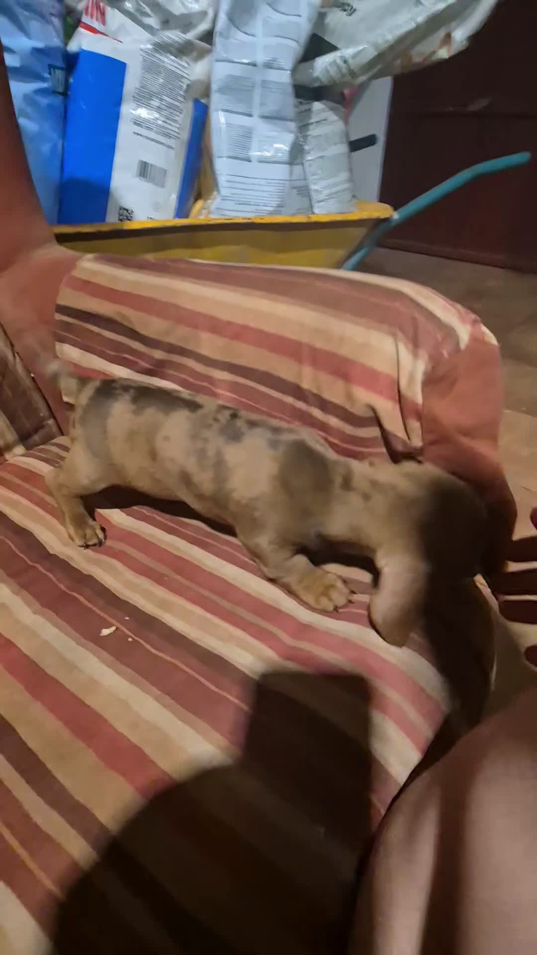 Teckel Miniatura perros en venta: Camada teckel chocolate, negro y arlequín chocolat - Video 1