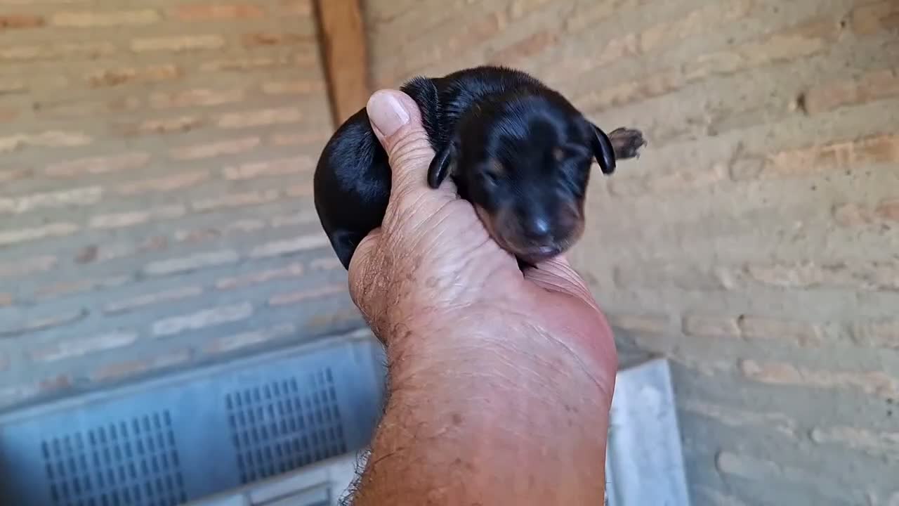 Teckel perros en venta: Teckel Canichen - Video 2
