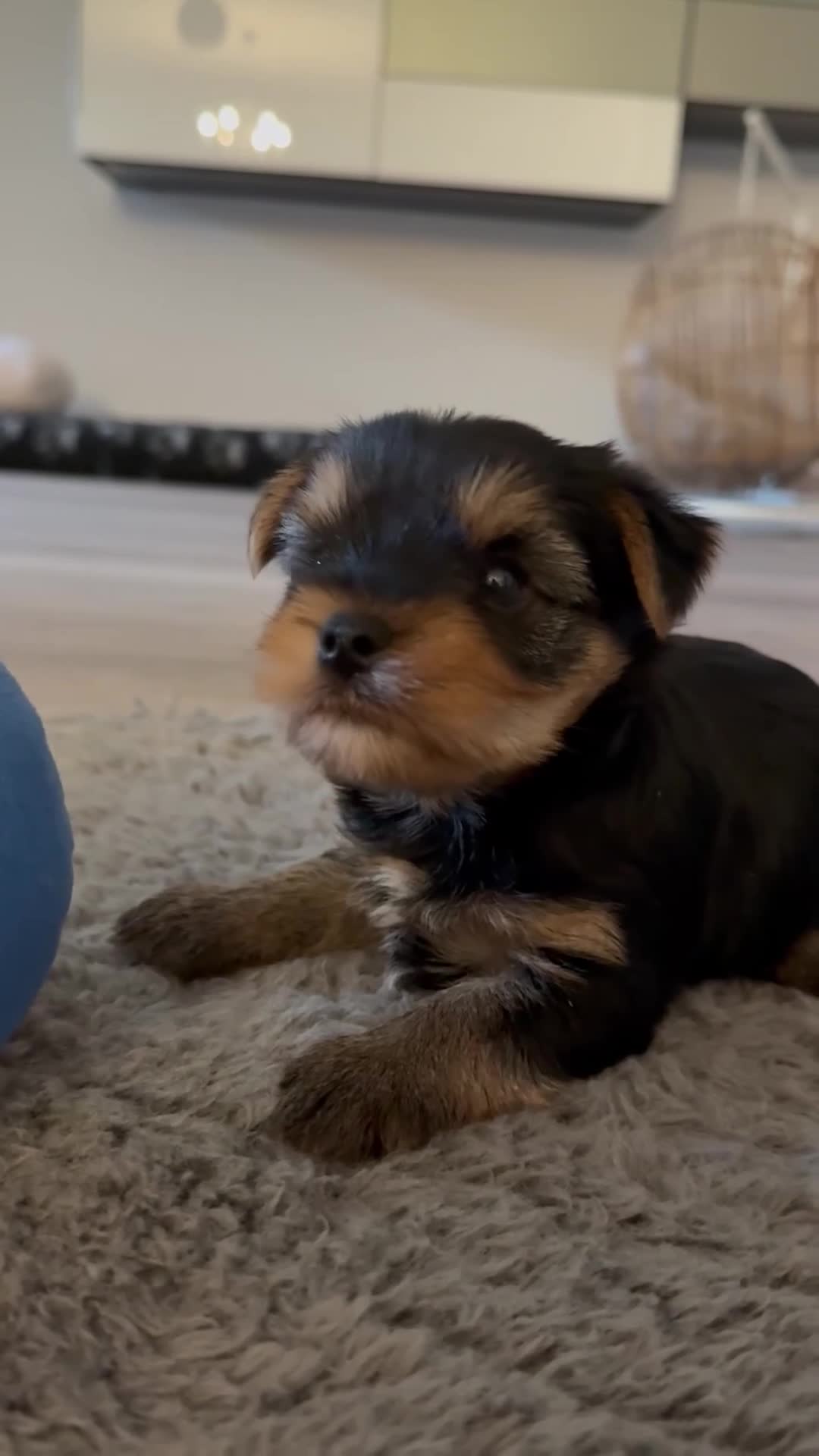 Yorkshire Terrier perros en venta: Un Yorkshire macho maravilloso  - Video 1