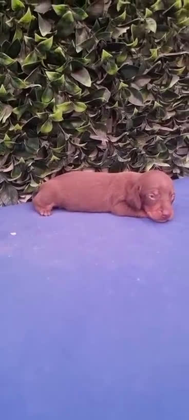 Teckel Miniatura perros en venta: Teckel Miniatura para entregar 4 semanas  - Video 2