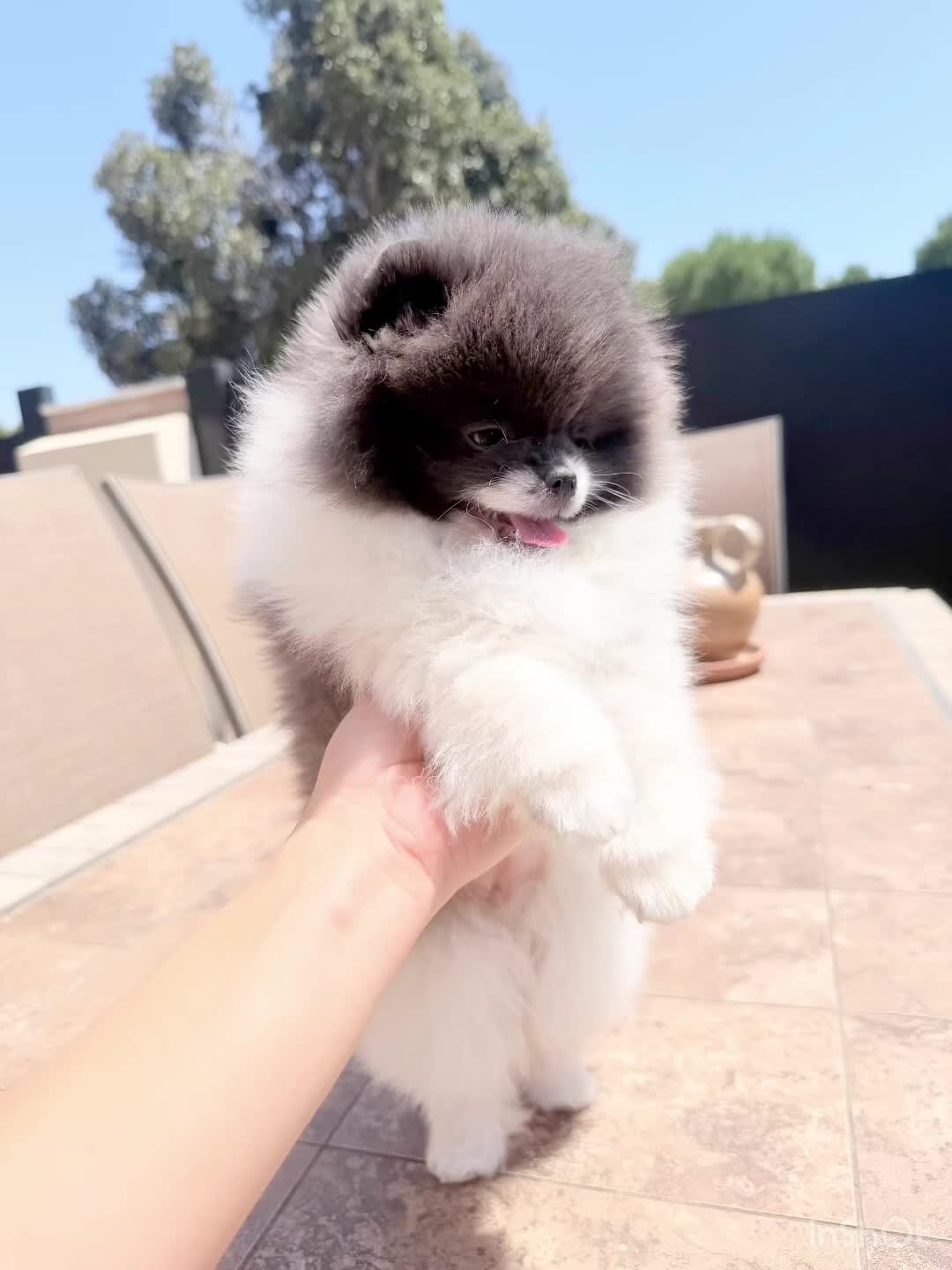 Pomerania perros en venta: Pomeranias exclusivos / alta selección  - Video 5