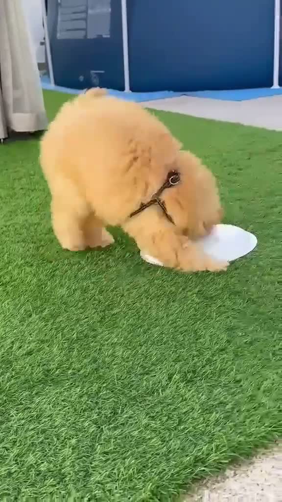 Raza Mixta perros en venta: Caniche enano en Valencia - Video 3
