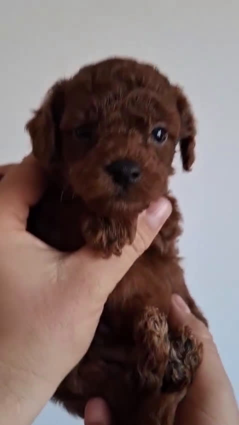 Caniche Toy perros en venta: Caniches toys rojos en Toledo. - Video 1