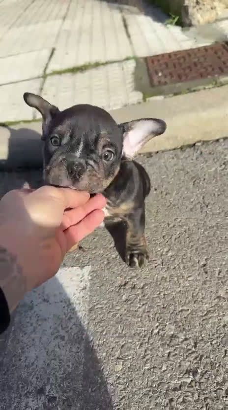 American Bully perros en venta: American Bully  - Video 3