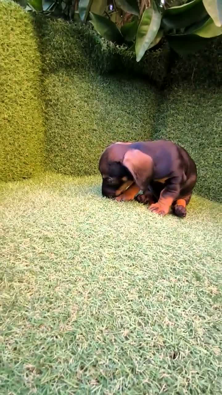 Teckel Miniatura perros en venta: teckel miniatura color jabali 2 machos  - Video 1