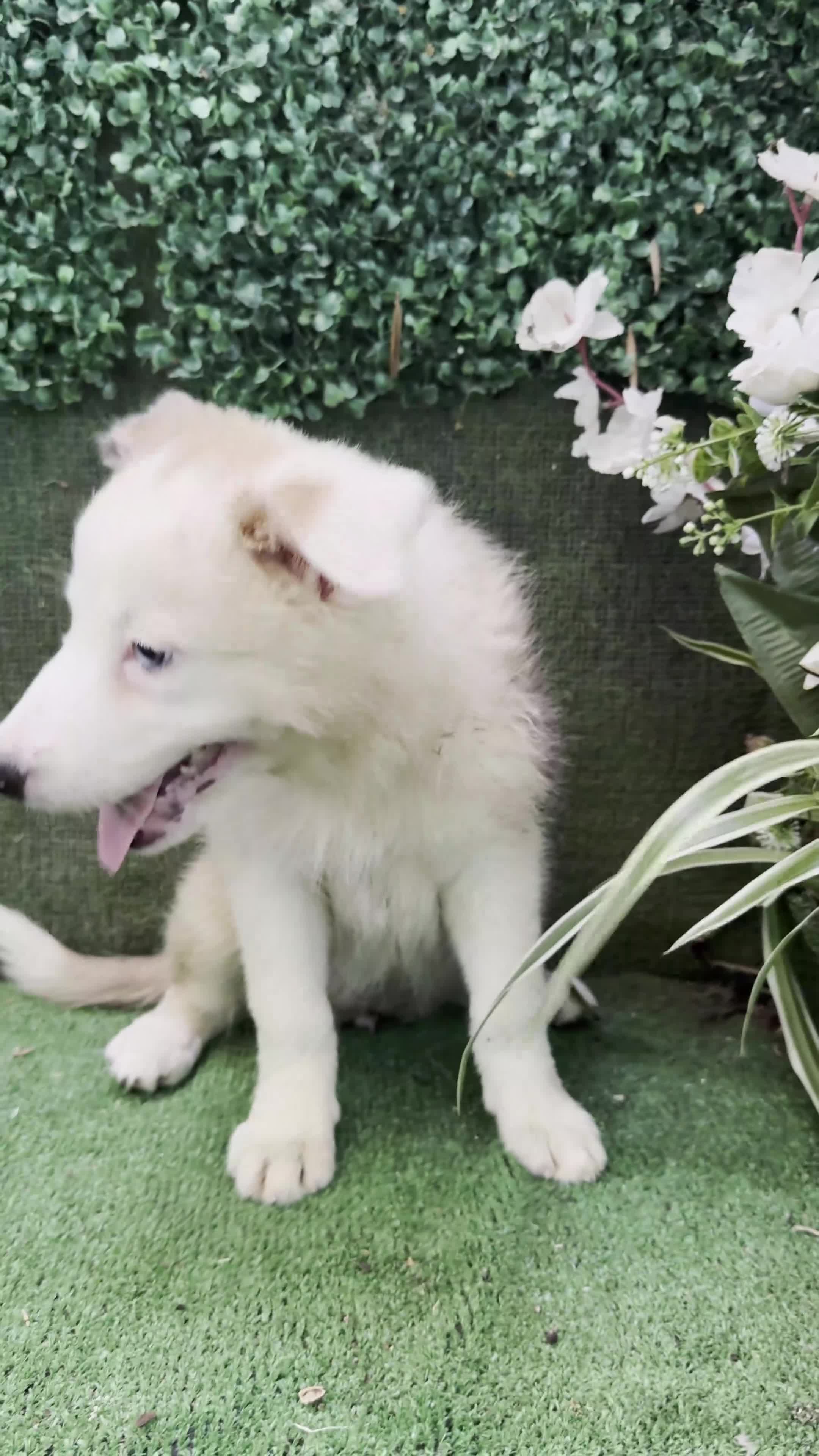 Border Collie perros en venta: Border Collie De Villa Biznaga - Video 1