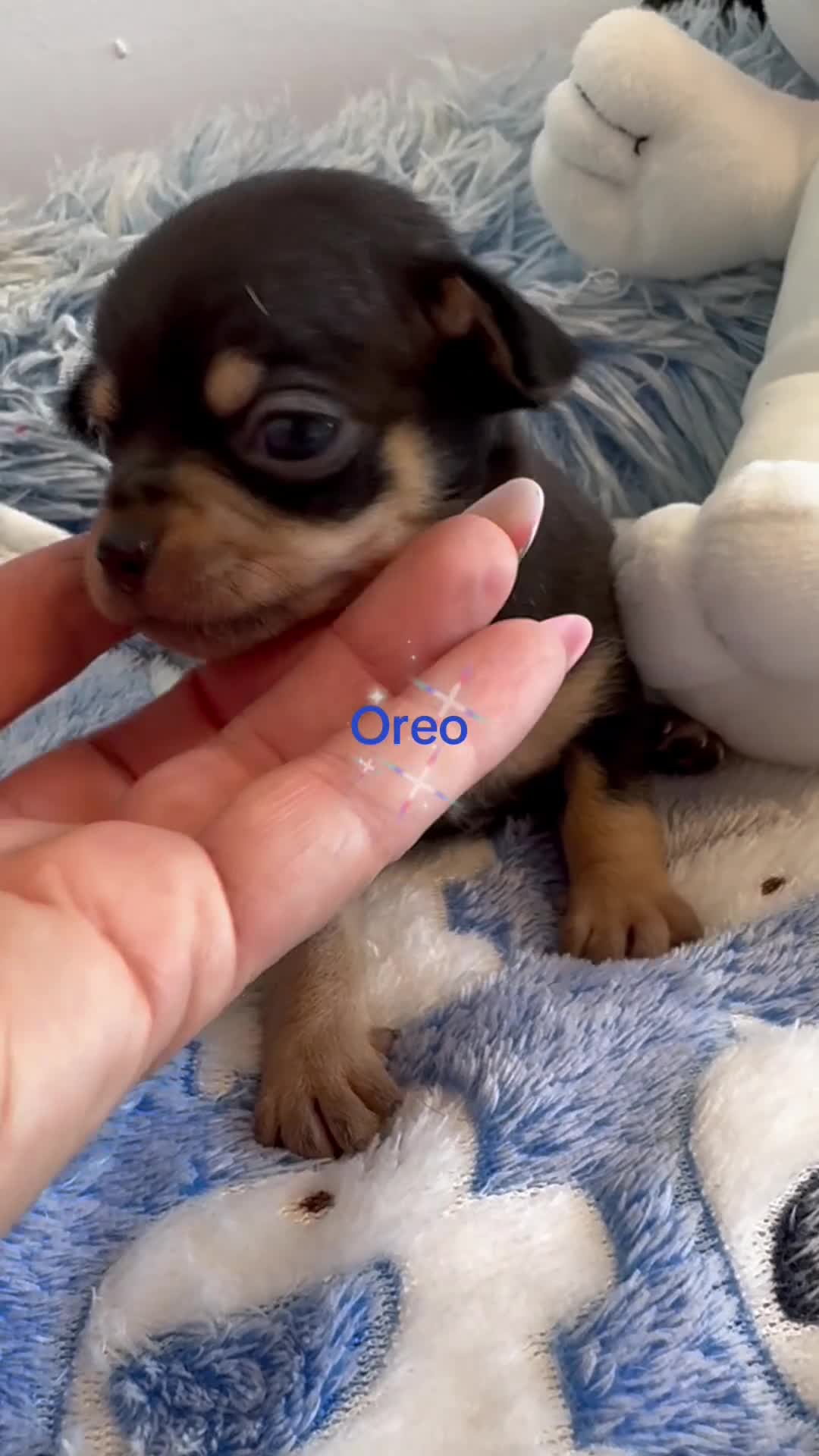 Chihuahua perros en venta: Chihuahuas cabeza manzana  - Video 1