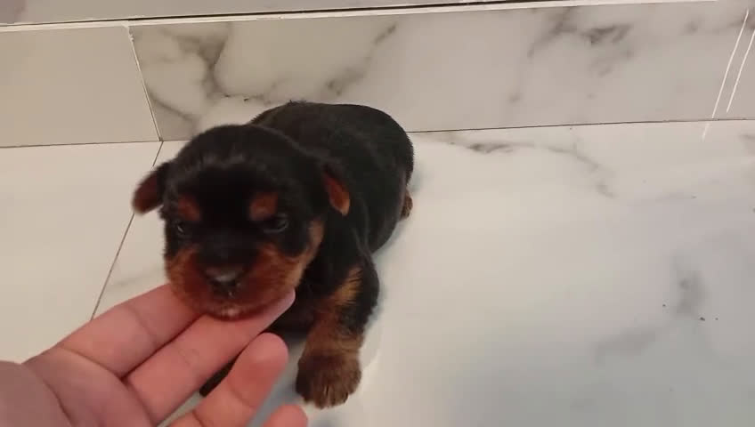 Yorkshire Terrier perros en venta: Yorkshire terrier Toy Machos disponible  - Video 1