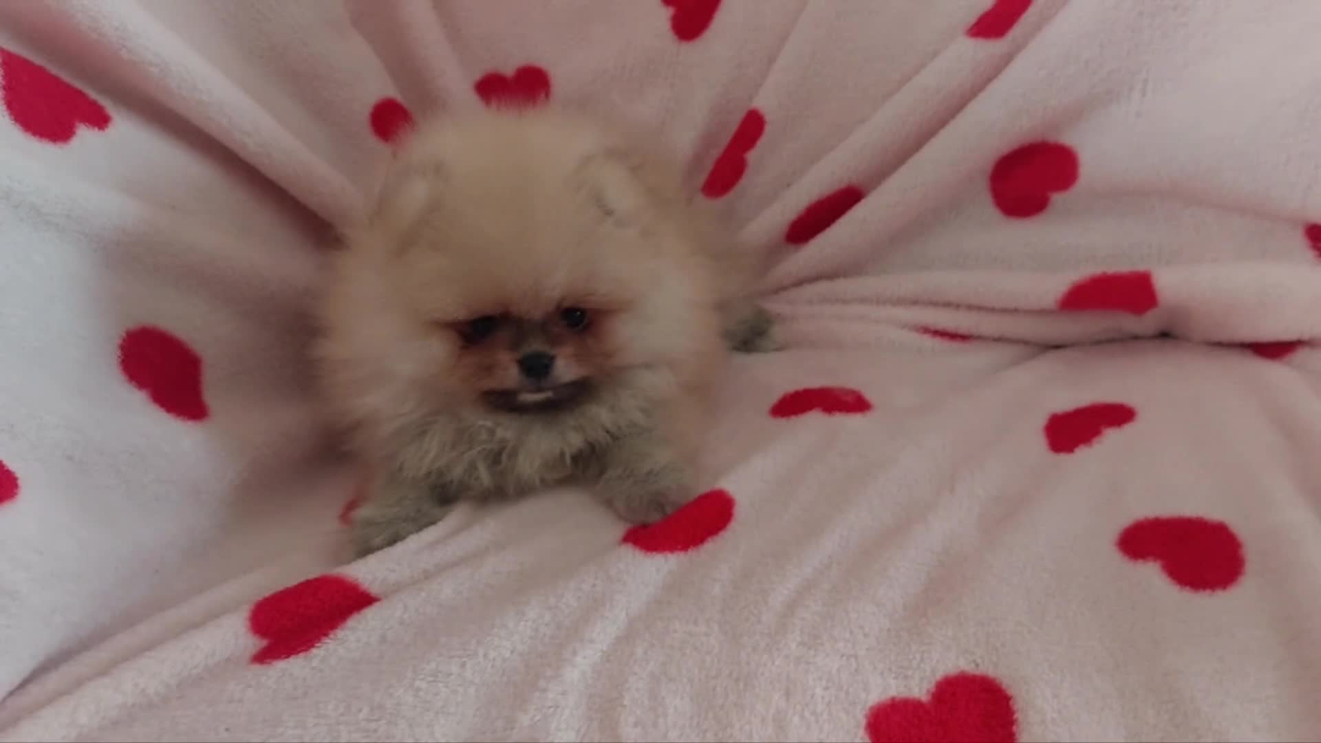Pomerania perros en venta: Lulu de pomerania - Video 1