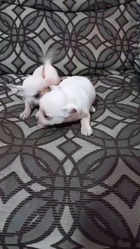 Chihuahua perros en venta: Chihuahua listos para entregar  en Ávila - Video 1