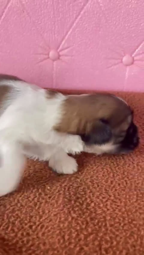 Shih Tzu perros en venta: Shih Tzu hembras !!!! Disponibles  - Video 1