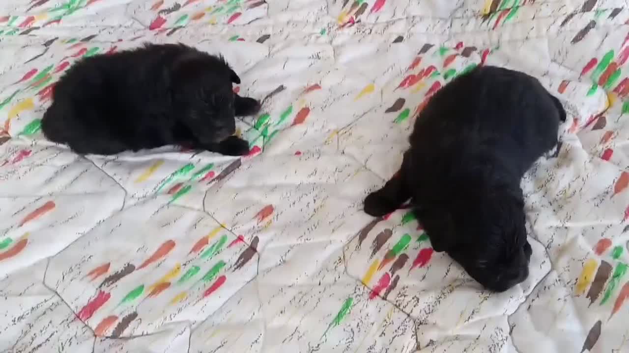 Pomapoo perros en venta: POMAPOO HEMBRITAS - Video 1