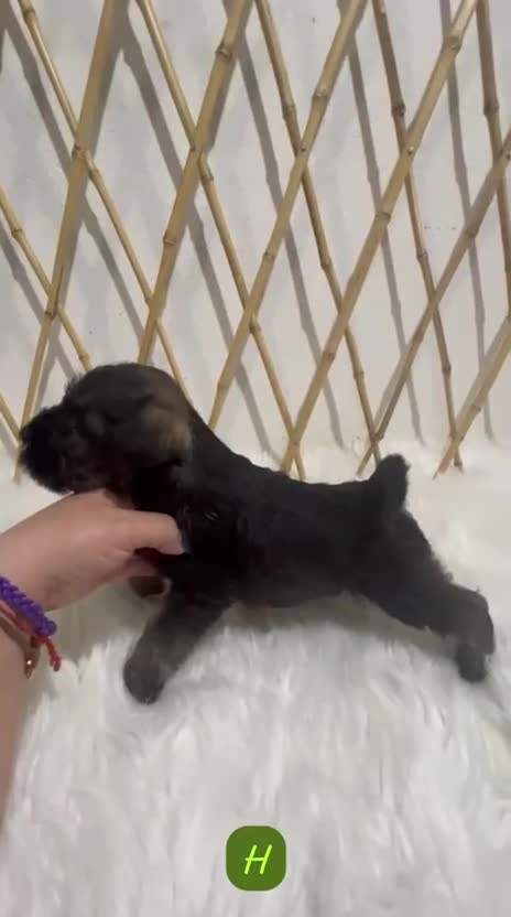 Schnauzer Miniatura perros en venta: SCHNAUZER MINIATURA CACHORRITOS - Video 2