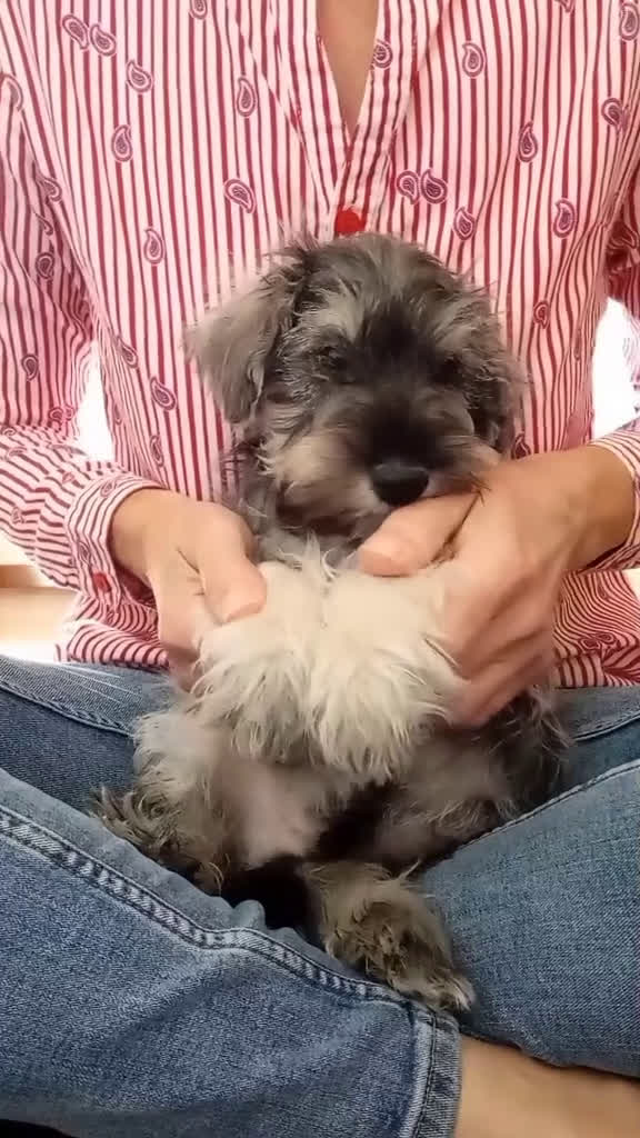 Schnauzer Miniatura perros en venta: Schnauzer mini sal y pimienta  - Video 1