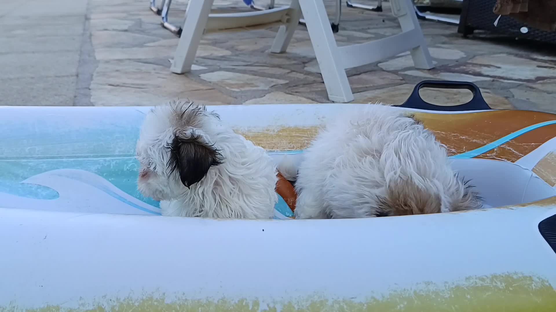 Shih Tzu perros en venta: MalShi. Shihtzu x Maltes - Video 1