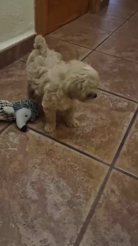 Maltipoo perros en venta: Maltipoo  - Video 1