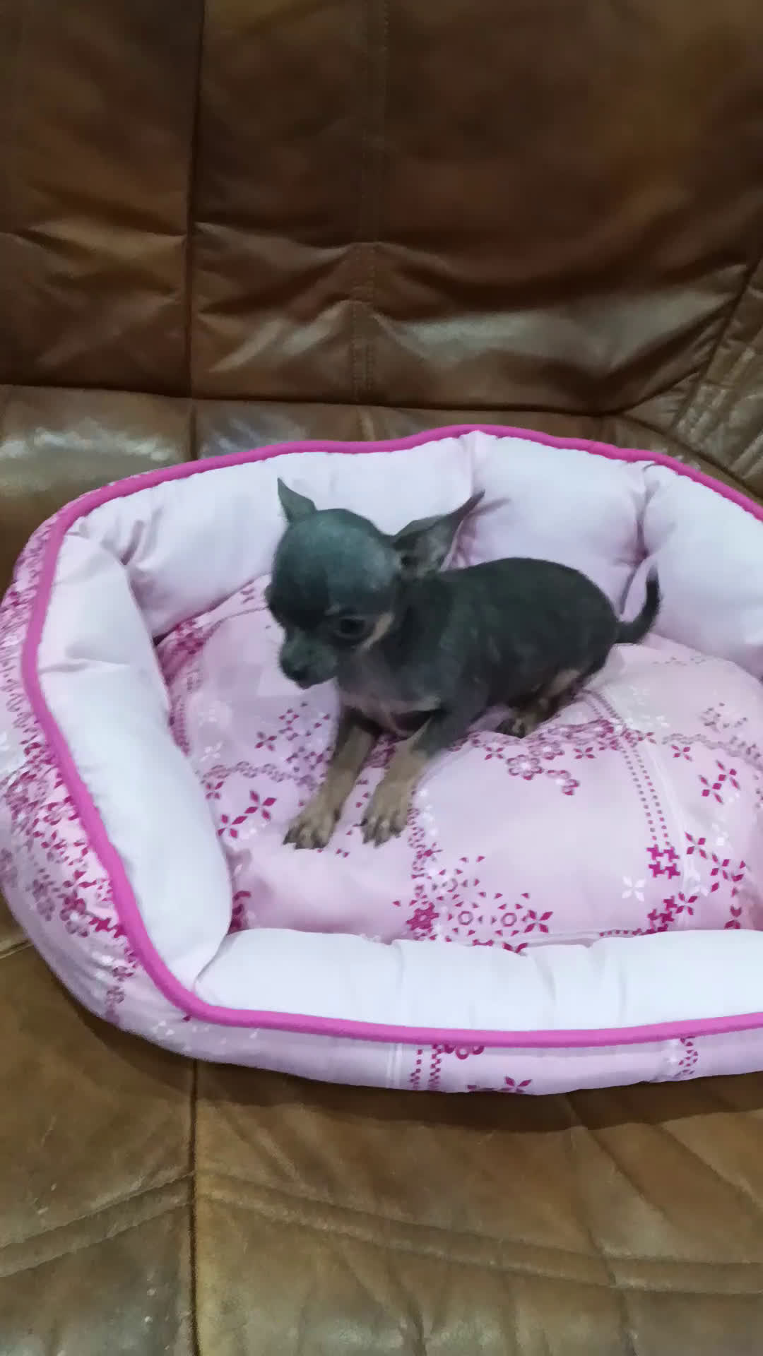 Chihuahua perros en venta: CHIHUAHUA TOY  - Video 1