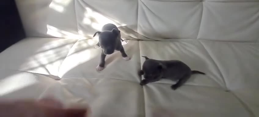 Chihuahua perros en venta: Chihuahuas Microscópicos Máxima Calidad - Video 1