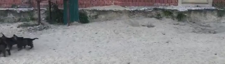 Pastor Alemán perros en venta: Pastor Alemán Checolovaco (línea de trabajo) en Madrid - Video 1