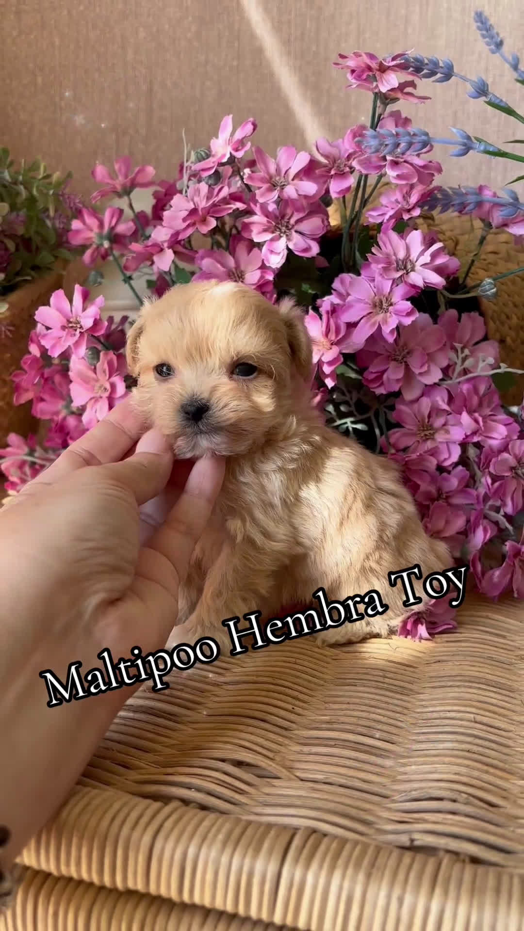 Maltipoo perros en venta: Maltipoo tacita de Té (hembra ) - Video 1