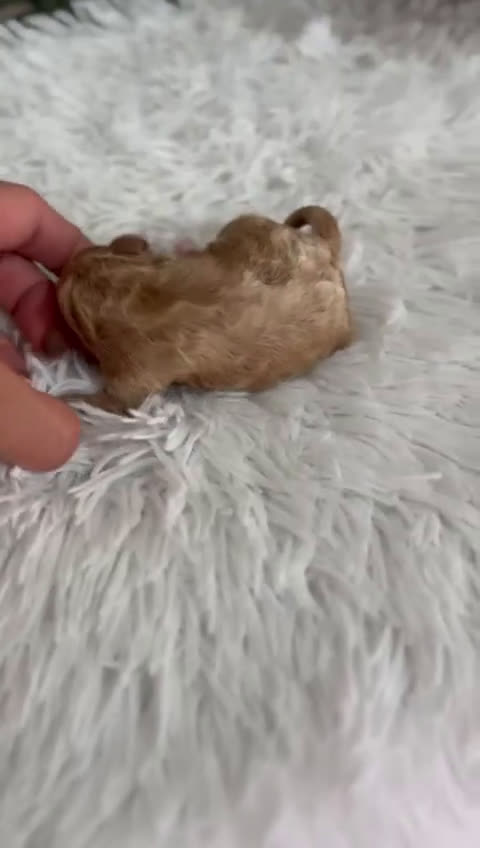 Caniche Toy perros en venta: CANICHE TOY HEMBRA - Video 1