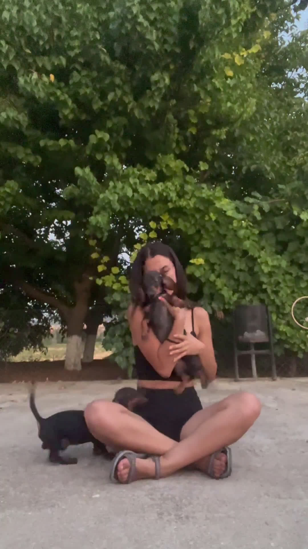 Teckel perros en venta: Teckel en venta  - Video 1