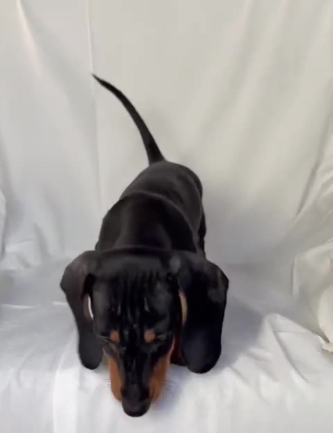Teckel perros en venta: Camada de Teckel - Video 2