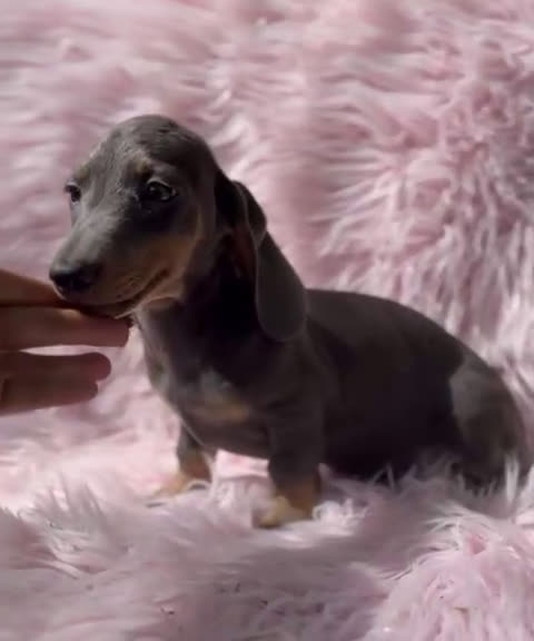 Teckel Miniatura perros en venta: Teckel Blue  - Video 1