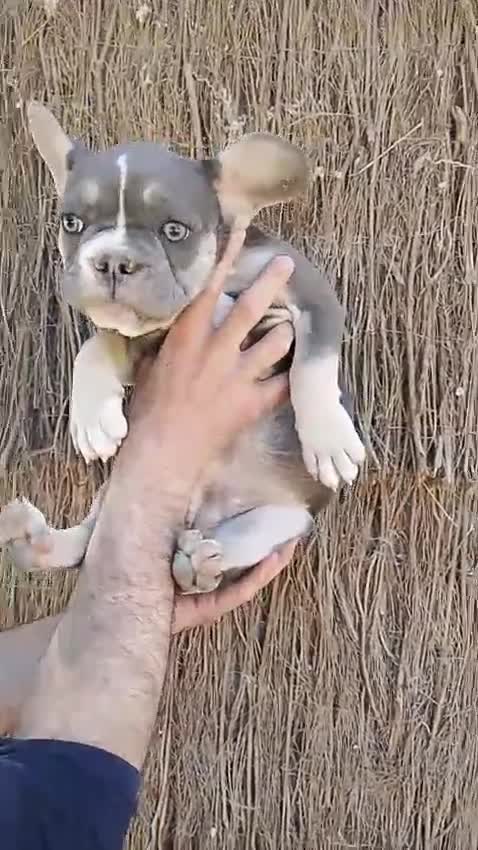 Bulldog Francés perros en venta: Bulldog francés 616121781 - Video 1