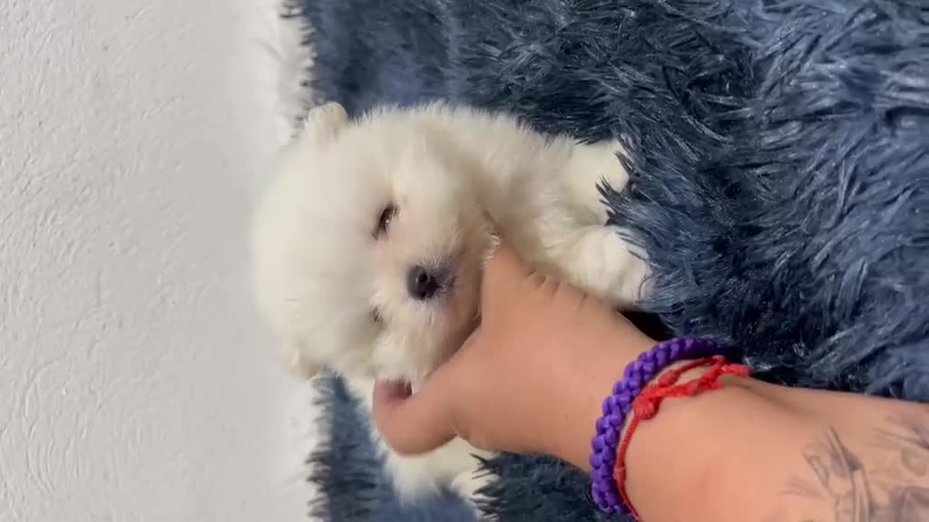 Pomerania perros en venta: POMERANIA MINI TOY - Video 1