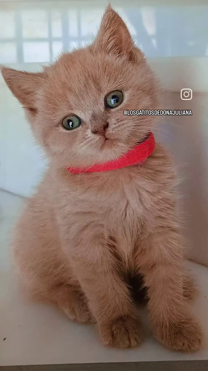 Británico de Pelo Corto gatos en venta: British shorthair Fawn - Video 1