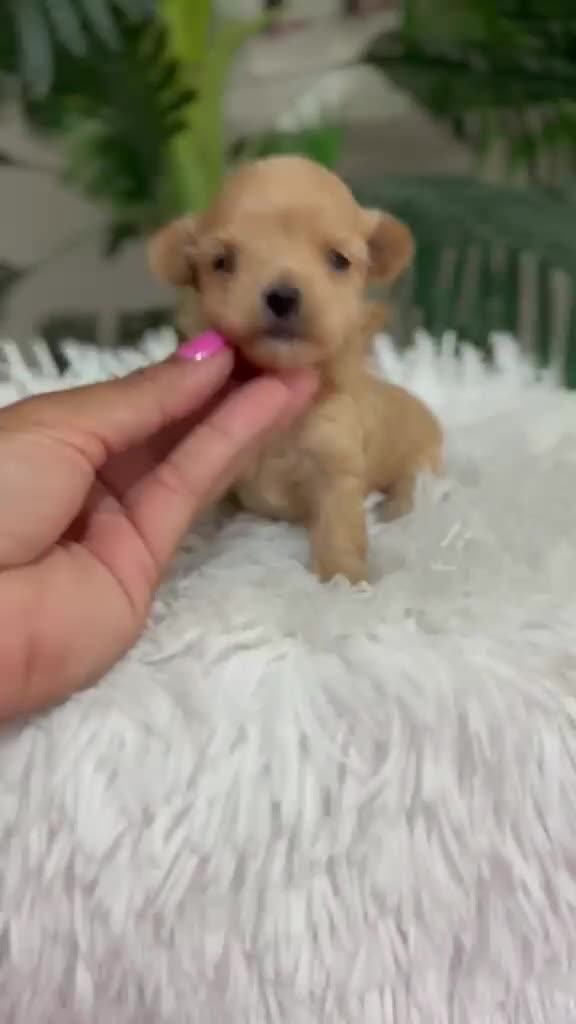 Maltipoo perros en venta: MALTIPOO HEMBRA - Video 1